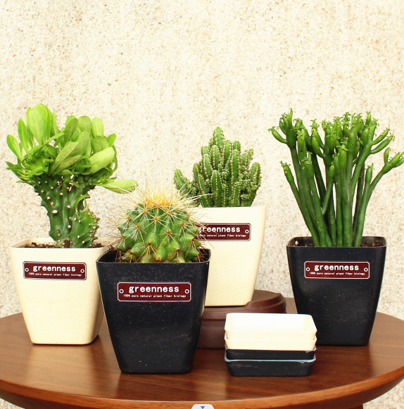 辦公室風(fēng)水植物吉利首選.png 辦公室風(fēng)水植物吉利首選.png