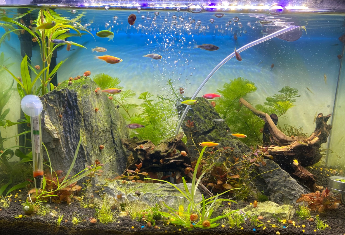 魚缸濾材的擺放順序.png 魚缸濾材的擺放順序.png